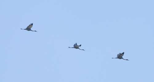 Brolga