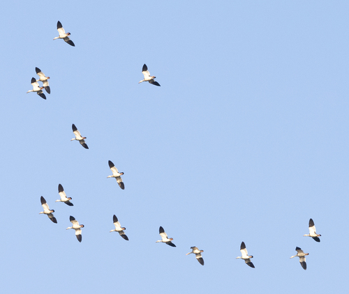 Radjah Shelduck