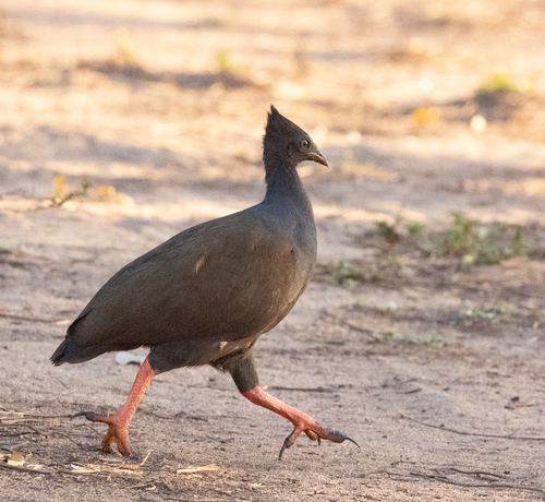 Orange-footed Scrubfowl