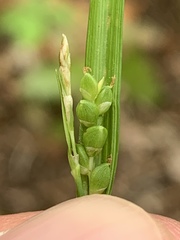 Carex cumberlandensis