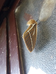 Kentroleuca albilinea