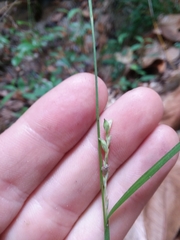 Carex ignota