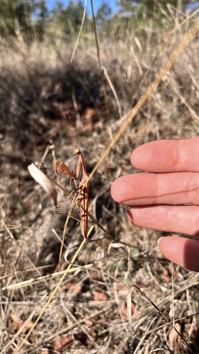 European Mantis