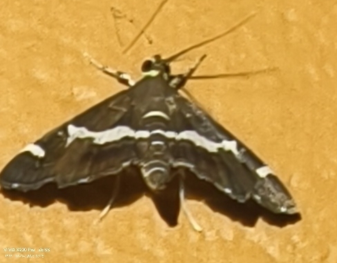 Hawaiian Beet Webworm Moth