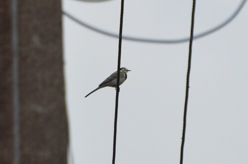White Wagtail