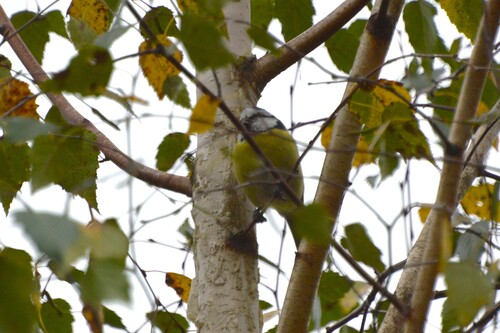 Eurasian Blue Tit