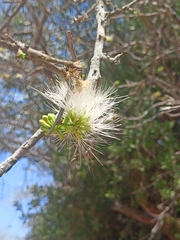 Albizia anthelmintica