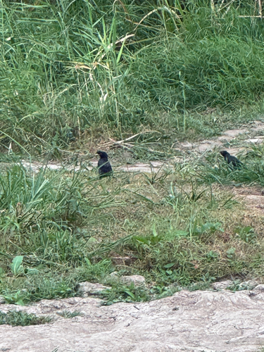 Crested Myna