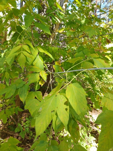box elder