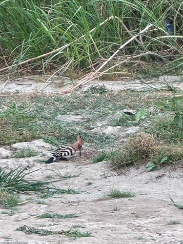 Common Hoopoe