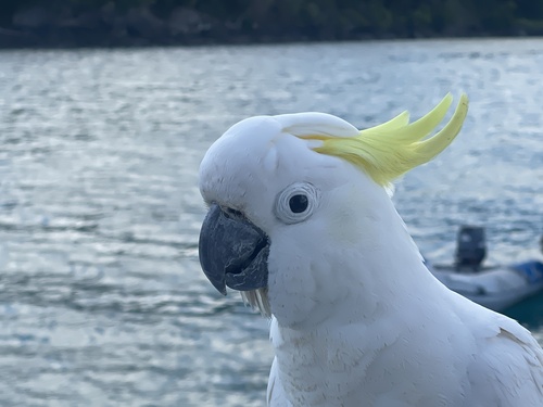Sulphur-crested Cockatoo