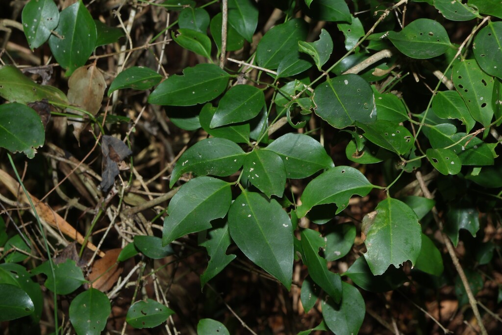 Jasminum simplicifolium; photograph (c) Greg Tasney, some rights reserved (CC BY-SA)
