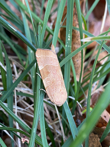 Broad-bordered Yellow Underwing