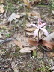 Caladenia hirta