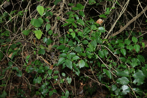 Jasminum simplicifolium, photograph 1