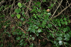 (c) Greg Tasney, some rights reserved (CC BY-SA) Jasminum simplicifolium, photograph (c) Greg Tasney, some rights reserved (CC BY-SA)