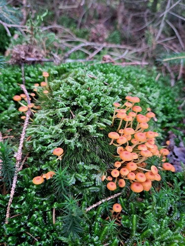 Pinewood Gingertail
