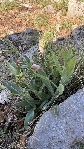 bladder campion