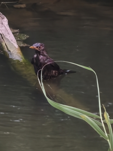 Chinese Blackbird