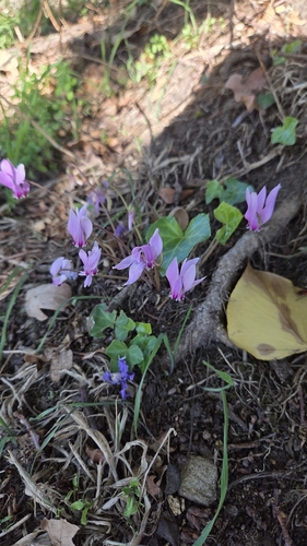 Ivy-leaved cyclamen