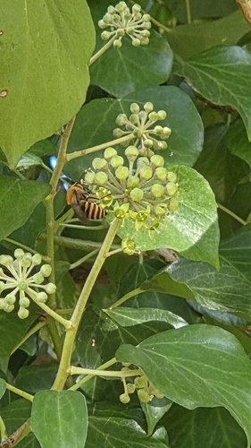 Ivy Cellophane Bee