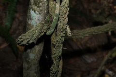 Secamone elliptica, photograph (c) Greg Tasney, some rights reserved (CC BY-SA)
