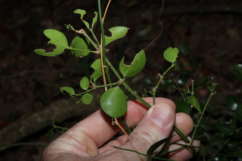 Psydrax odoratus, photograph 2