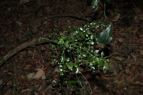 Psydrax odoratus, photograph 3