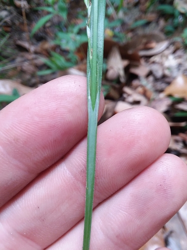 Image of Carex ignota by (c) Will McFarland, some rights reserved (CC BY)