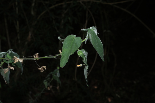 Abutilon oxycarpum