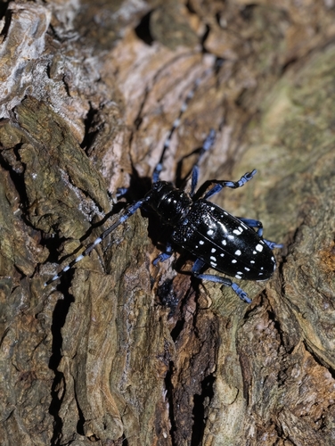Citrus Longhorn Beetle