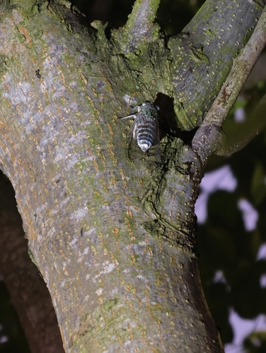 Autumn Cicada