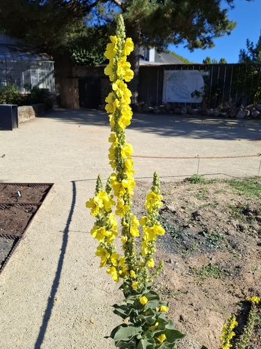 Dense-flowered Mullein