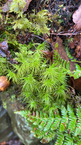 Dicranum majus observed 2026-09-15
