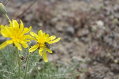 Crepis modocensis