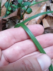 Carex ignota