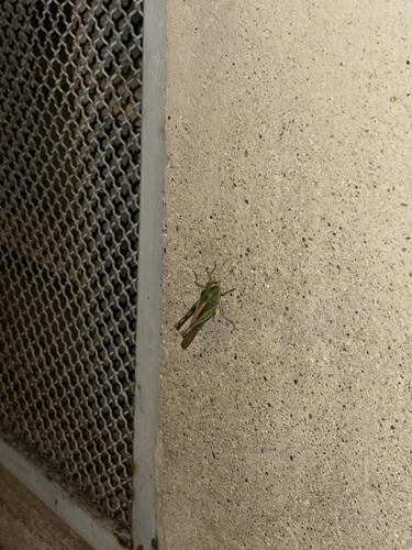 Migratory Locust