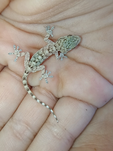 Moorish Gecko