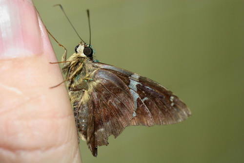 Astraptes tucuti