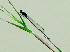 Pseudagrion hamoni