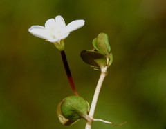 Epilobium komarovianum