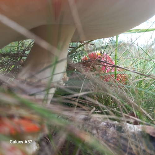 Fly Agaric