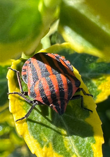 European Striped Shield Bug