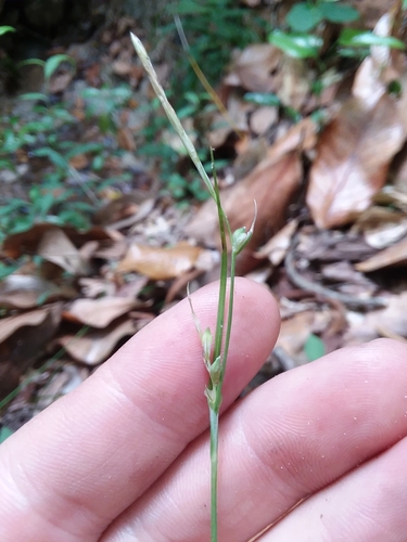Image of Carex ignota by (c) Will McFarland, some rights reserved (CC BY)