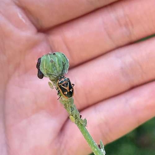 Eurydema gebleri