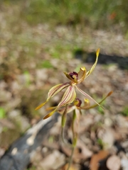 Caladenia plicata