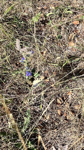 Old World Swallowtail