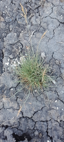 Puccinellia distans, photograph 3