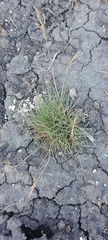 Puccinellia distans, photograph author not stated, no rights reserved