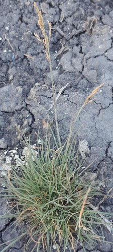 Puccinellia distans, photograph 4